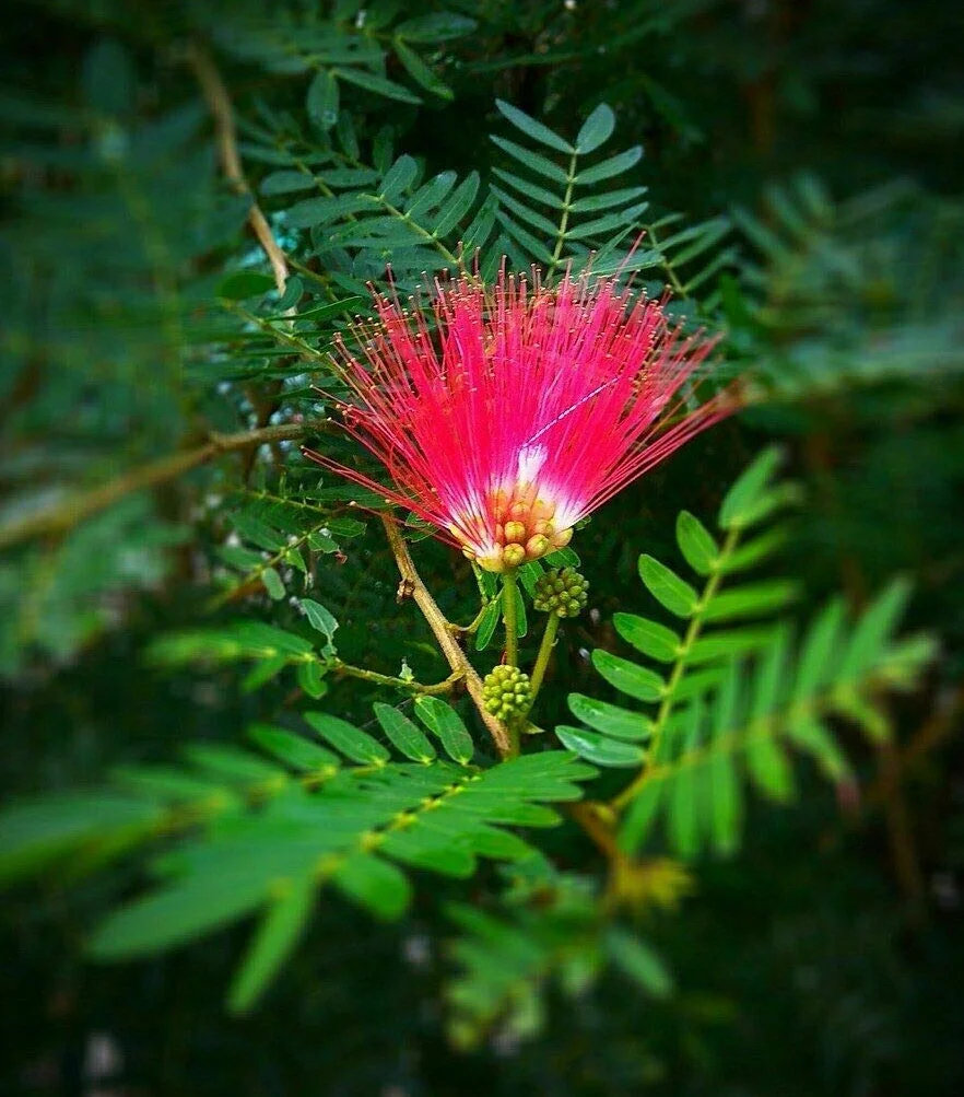 Albizia julibrissin mimosa "Acacia di Costantinopoli" pianta in vaso ø18 cm h 140/180 cm Vivaio di Castelletto