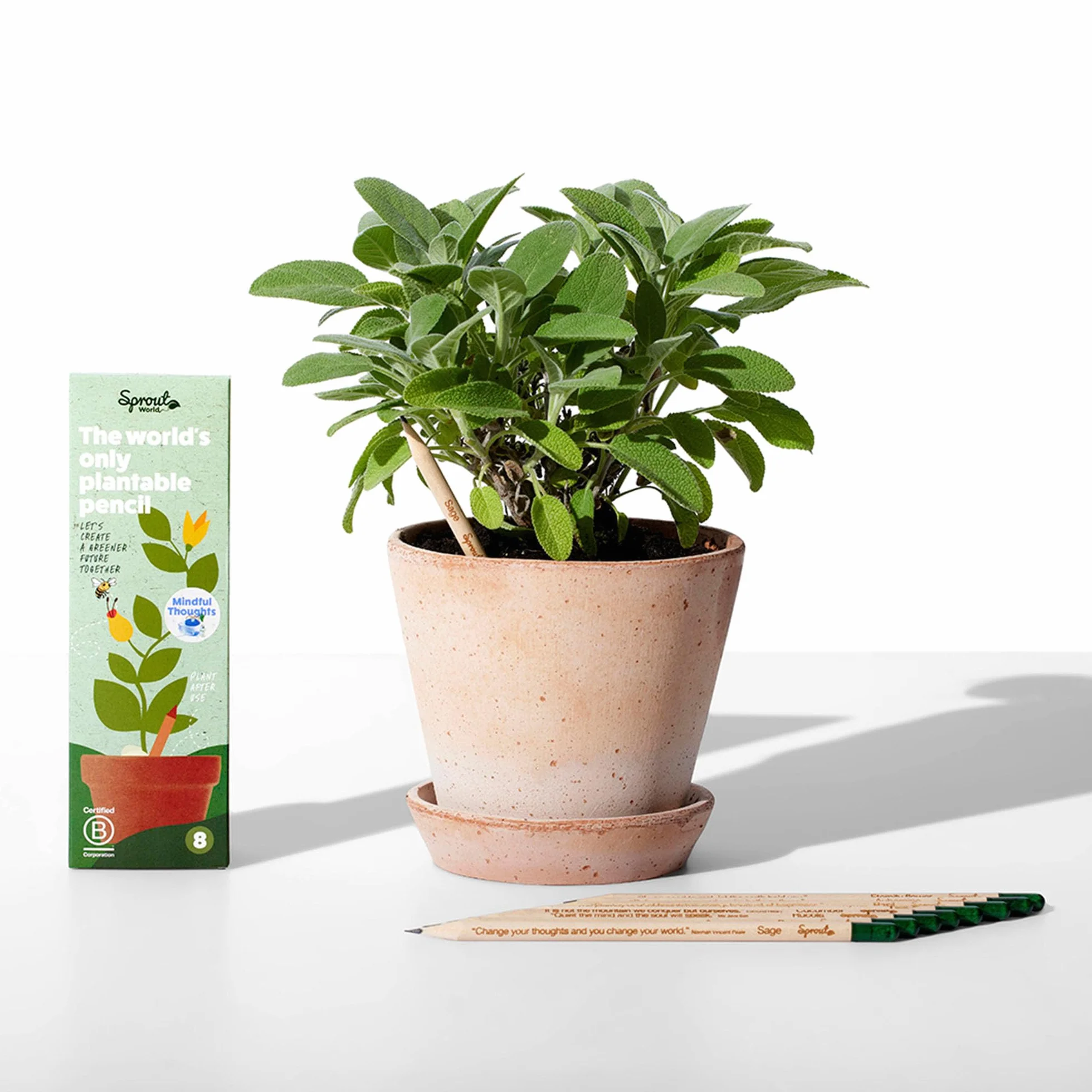 Sprout World Matita Set di 8 Matite Piantabili con Semi di Fiori, Erbe e Verdure Legno Ecosostenibile Set Regalo Ecologico