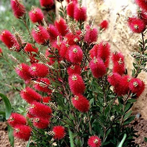 PIANTA DI CALLISTEMON V.18 H.60/70 CM SPAZZOLINO ROSSO