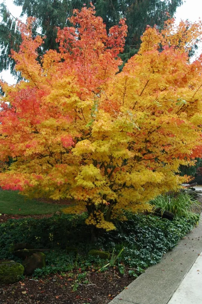 Acero rosso giapponese "Acero palmatum Sango Kaku" pianta in vaso ø18 cm h. 80/100 cm Vivaio di Castelletto
