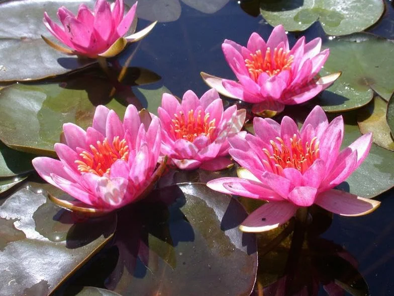 Ninfea 'Maurice Laydeker' – Pianta Acquatica Viva a Radice Nuda Fiore Rosa Intenso – Per Laghetti, Vasche e Stagni – Fioritura Estiva Prolungata – Coltivata in Italia