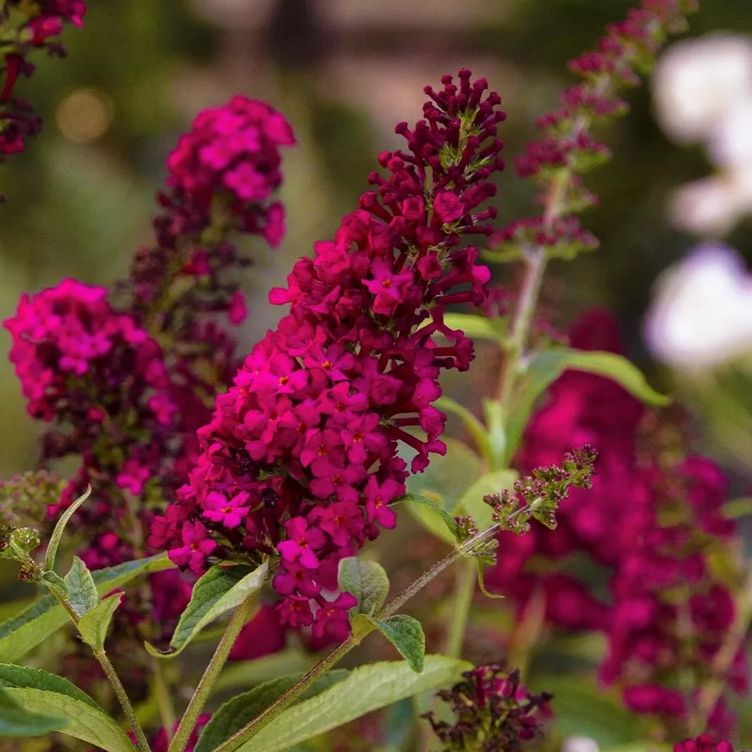 Buddleia davidii Royal Red Rossa "Albero delle Farfalle" Buddleja pianta in vaso 7x7 cm Vivaio di Castelletto