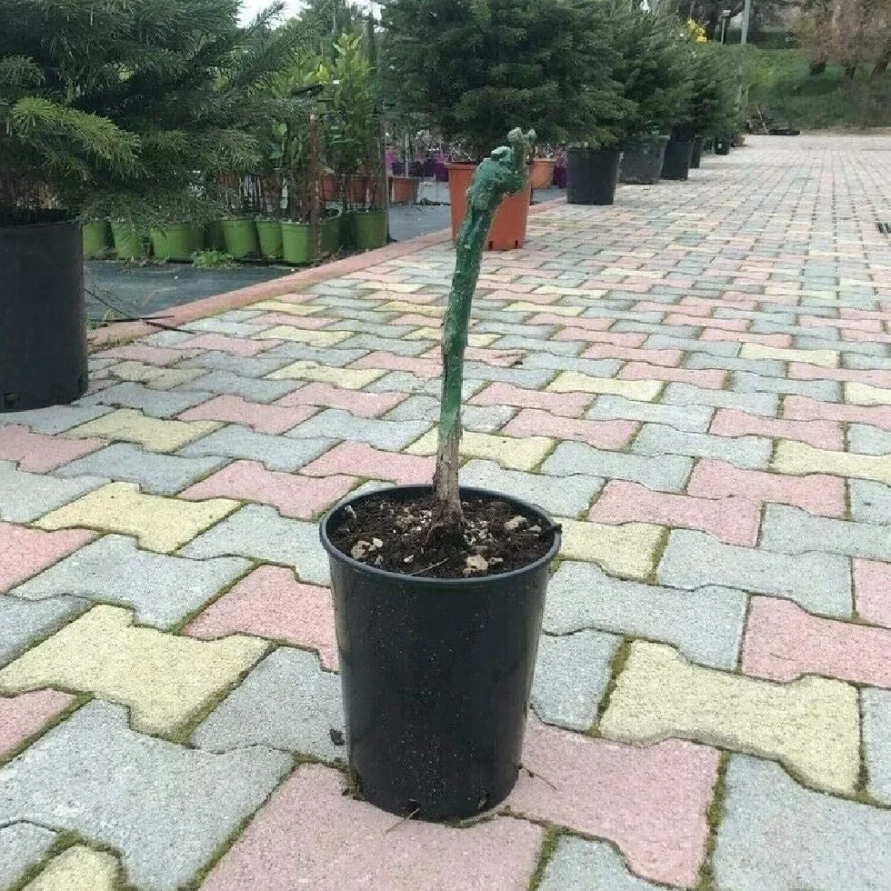 AMDGarden Pianta di Vite Senza Semi Uva Vigna da Tavola Argentina Apirena in Vaso 16 cm
