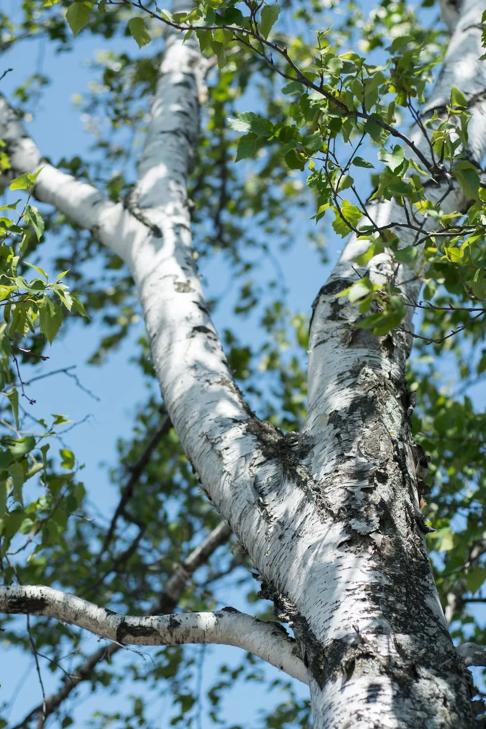 Betulla bianca alba "Betula pendula" in vaso ø28 cm h oltre 2 metri Vivaio di Castelletto