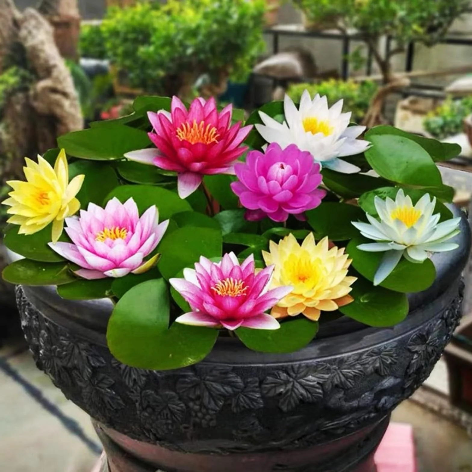 Sfuso Water Lily,Piante perenni,Water Lily pianta vera,resistenti al freddo,Tagliare,Adatto per piante da giardino(non artificiali)-30 Semi-C
