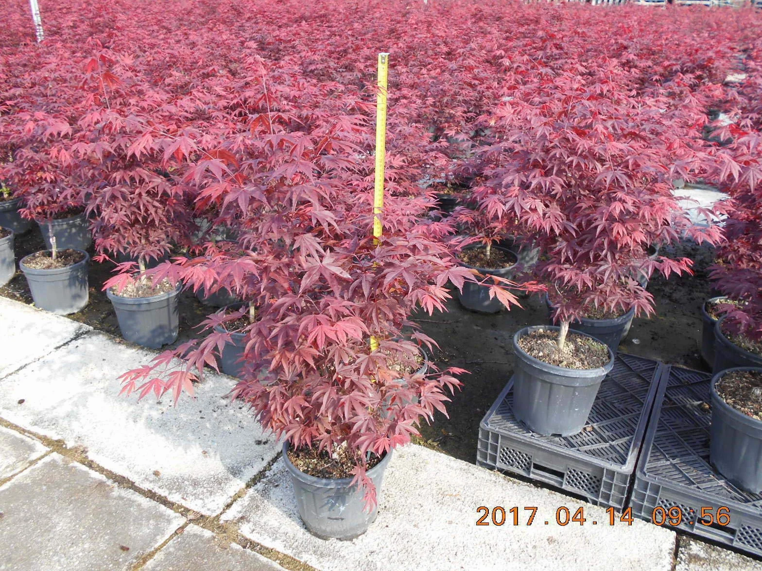 Acero rosso giapponese "Acero palmatum Fireglow" FG1 pianta in vaso ø26 h.150/200 cm Vivaio di Castelletto