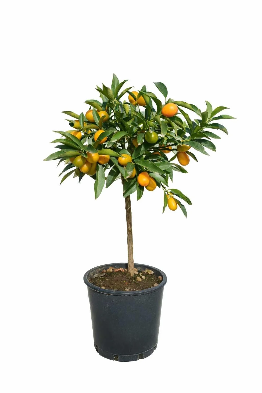 Pianta di Kumquat - Mandarino Cinese (vaso - 20) con frutto - Immagine reale