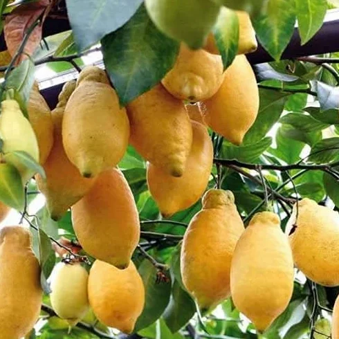 PIANTA di LIMONE 4 STAGIONI ALBERO DI LIMONE LUNARIO IN VASO 18CM agrumi di sicilia h 120cm