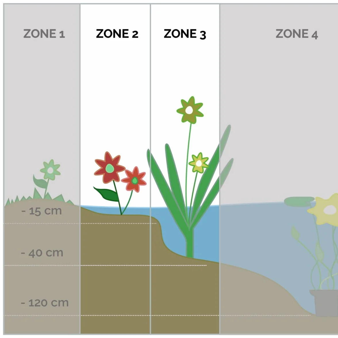 Bloomique - Set di 6 - Equisetum Japonicum - Coda di Cavallo Giapponese - Pianta Acquatica - Pianta da Stagno - Resistente al Freddo - Alta 20-30 cm - Vaso 9 cm