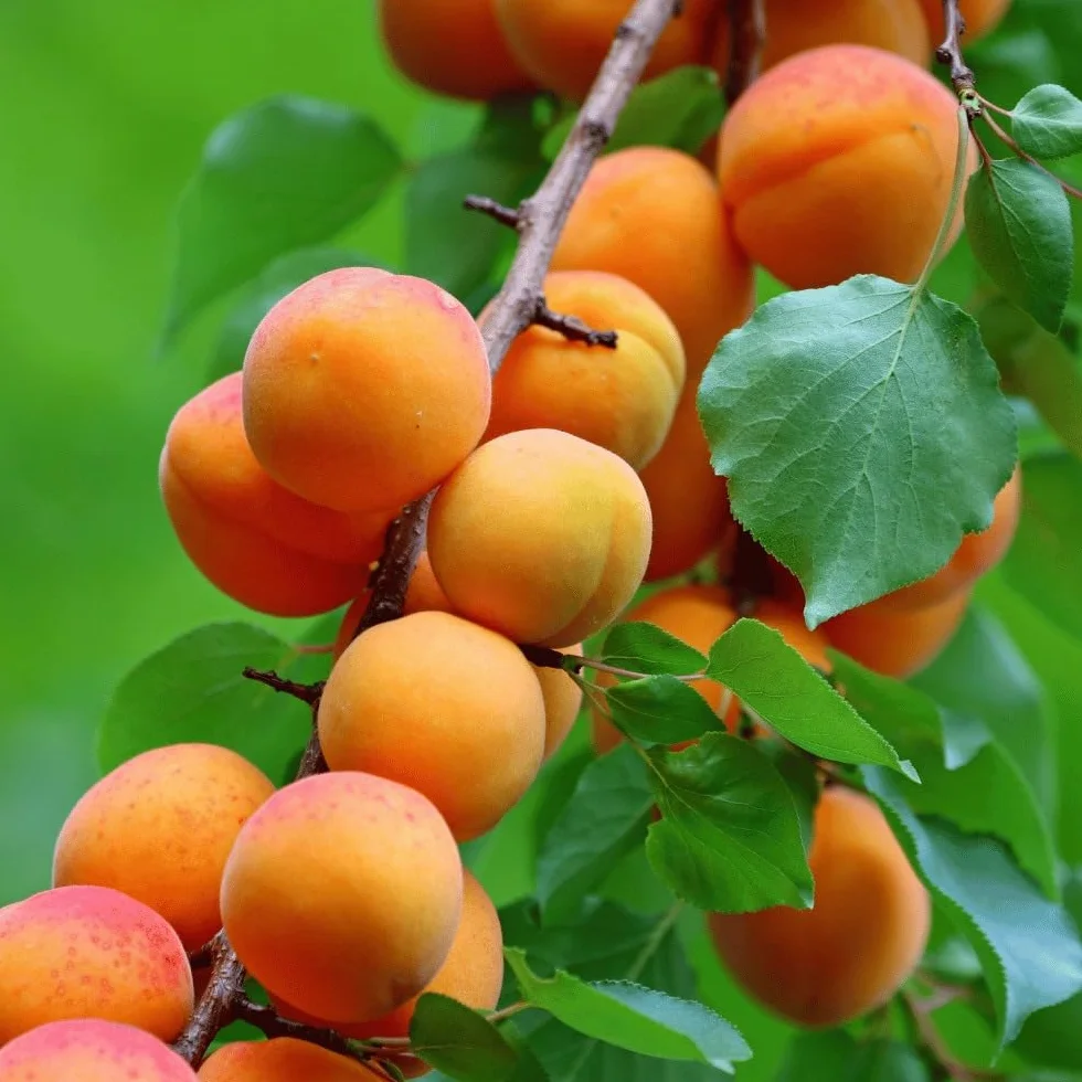 Albero di Albicocco, Pianta da Frutta, Età 2-3 Anni, Altezza 130-150 cm (Reale D'Imola)