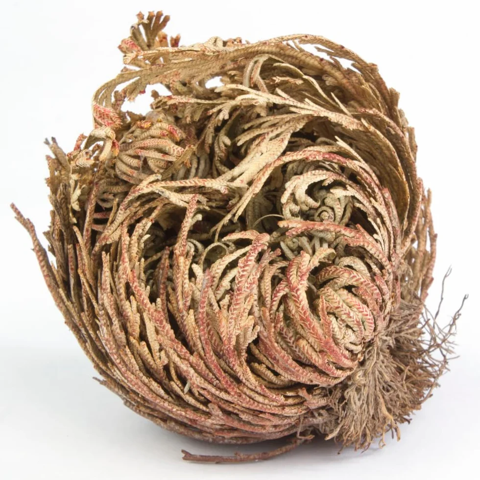 acquaverde | 2 Rose del Deserto, Pianta di Gerico Simbolo di Rinascita, Resurrezione e Purificazione, Rosa di Jerico per Casa e Decorazioni, Selaginella Lepidophylla Senza Radici e di Facile Cura