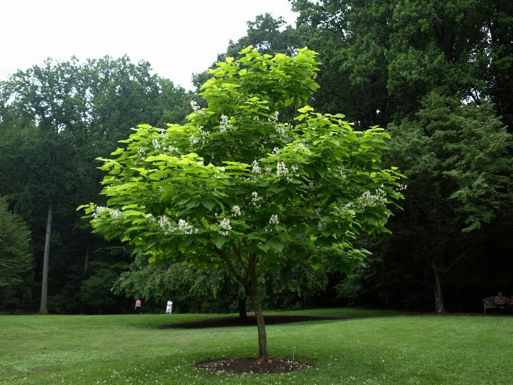 Catalpa bignonioides "Albero dei sigari" pianta in vaso ø26 h. 2 metri e oltre Vivaio di Castelletto