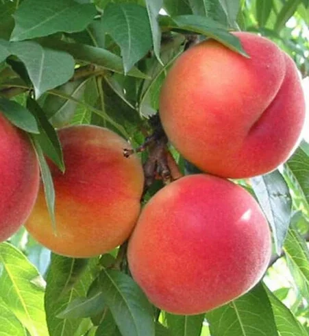 Pesco pianta da frutta innestata di 2/3 anni in vaso da 5 litri MADE IN ITALY Vivaio di Castelletto