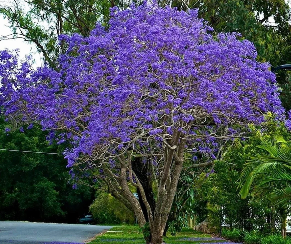Jacaranda mimosifolia – Albero Glicine Ornamentale in Vaso18 cm, H 130 cm – Pianta da Esterno a Crescita Rapida con Fiori Lilla, Ideale per Giardini, Viali e Alberature