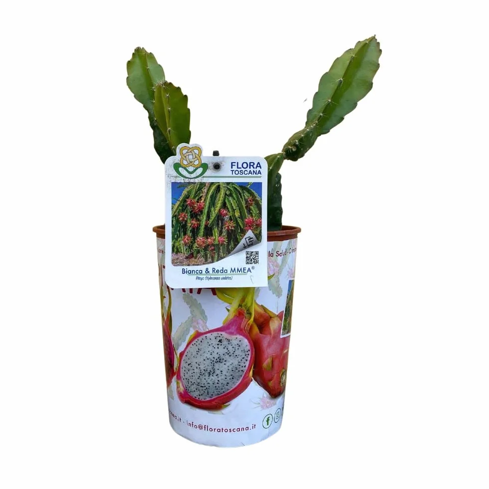 Pianta di PITAYA - Il Frutto del Drago - Azienda agricola Carmazzi