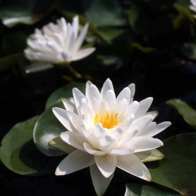 Ninfea ‘Perry’s Double White’ – Pianta Acquatica Rustica a Radice Nuda Fiore Bianco Puro Doppio – Per Laghetti e Vasche da Giardino – Fioritura Estiva – Coltivata in Italia