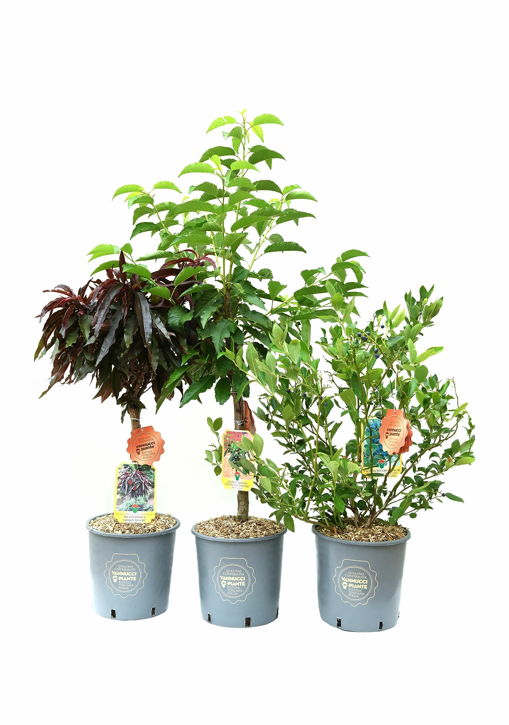 Vannucci Piante - SET di 3 PIANTE DA FRUTTO (CILIEGIO NANO + PESCO NANO + MIRTILLO), Piante vere, Piante da esterno, Piante da balcone