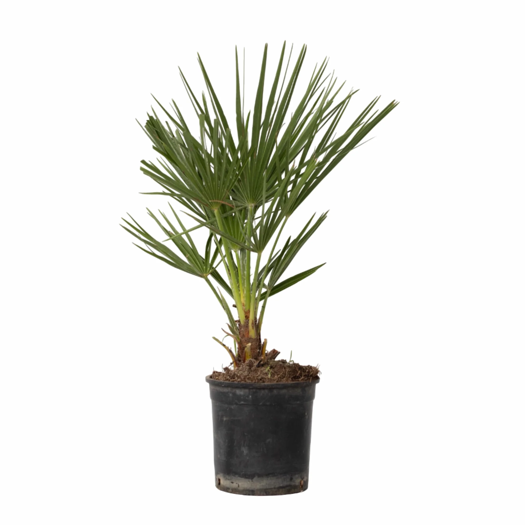 Plant in a Box - Chamaerops Humilis - Palma a ventaglio europea - Resistente - Vaso 15cm - Altezza 50-60cm