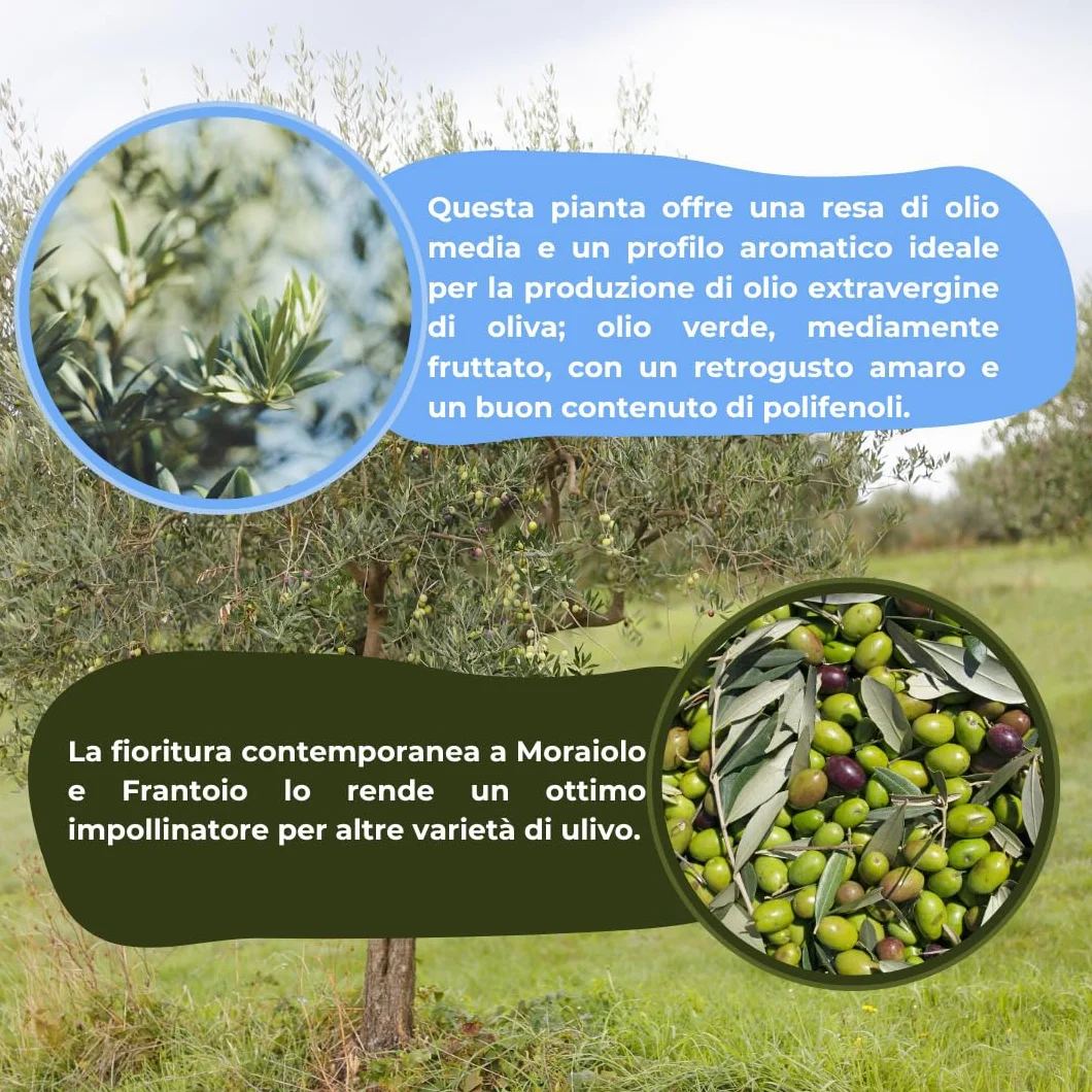 Vivao Garden Forest - Ulivo Leccio del Corno - Pianta di Ulivo Vero da Giardino e Vaso a Crescita Media e Frutti di Alta Qualità - Perfetto per Uliveti e Esterni - h170/180 cm piante da olio