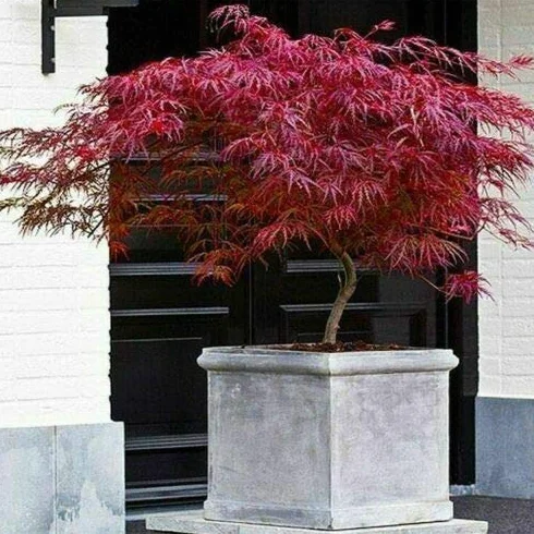 Acero rosso giapponese "Acero palmatum dissectum Firecracker" pianta in vaso ø26 cm Vivaio di Castelletto
