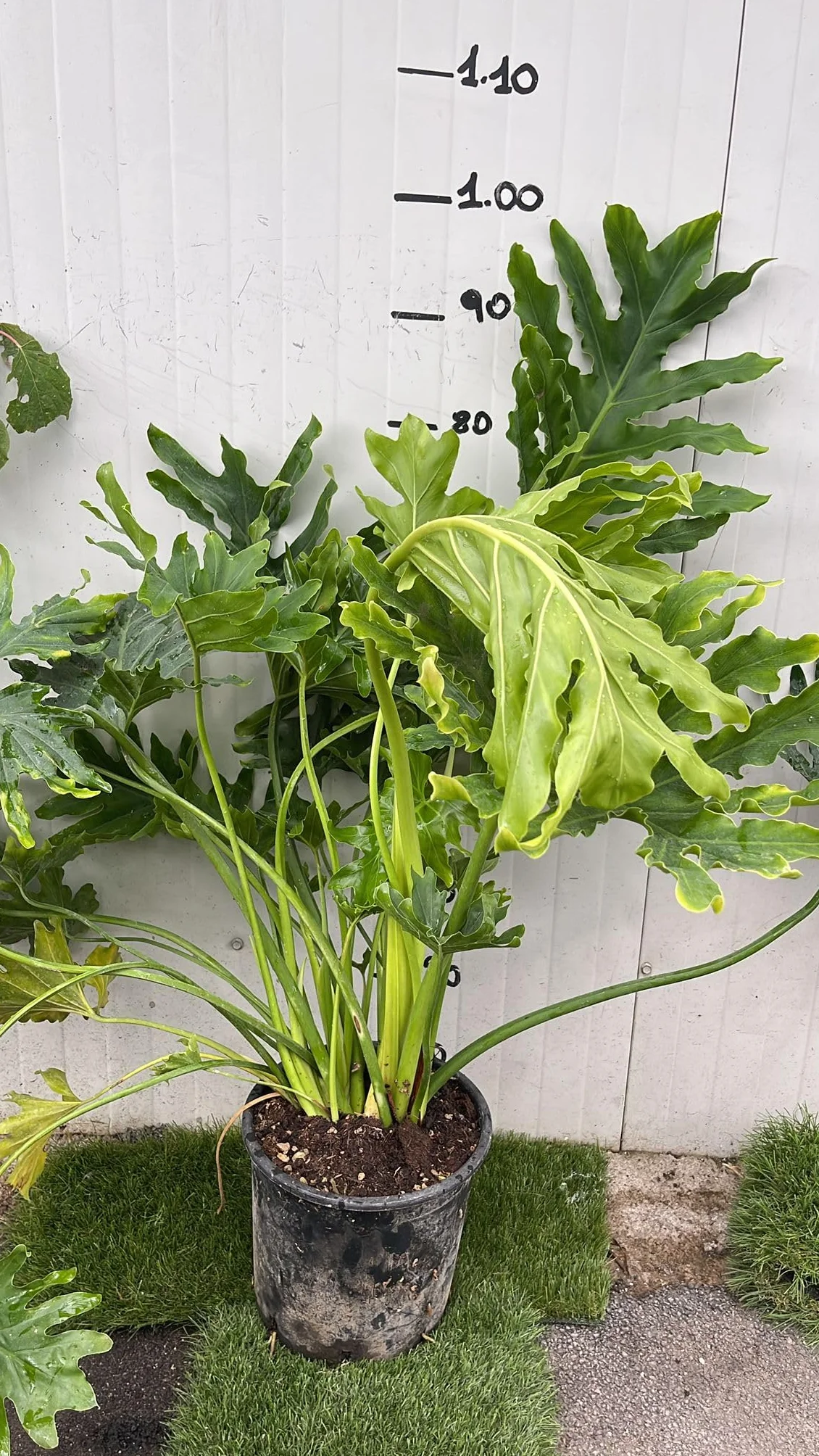 Philodendron Selloum (pianta della speranza) – vaso 24 cm – filodendro tropicale da interno, foglie grandi decorative