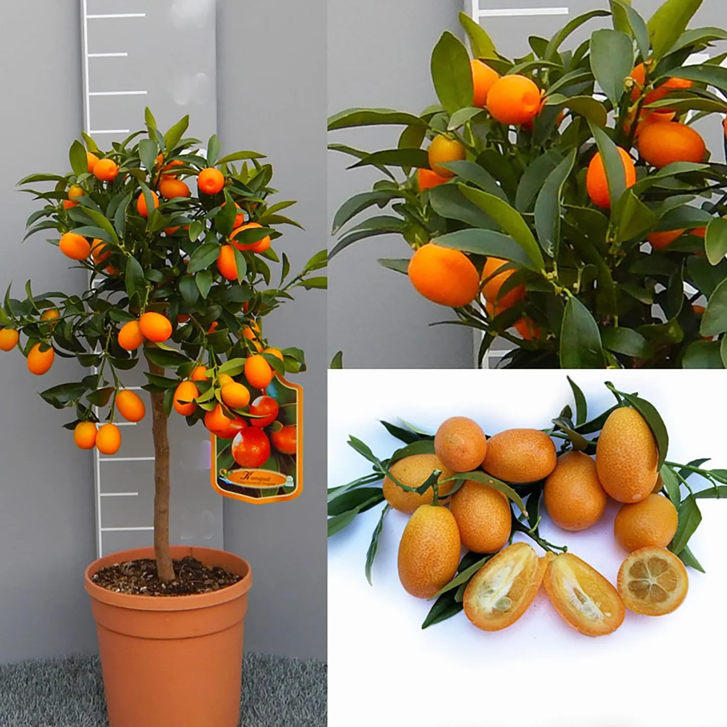 SAVINI VIVAI Pianta di Kumquat Mandarino Cinese Albero di Agrumi Kumquat in Vaso da 20 cm Altezza 70 cm 2-3 Anni di innesto Made Italy