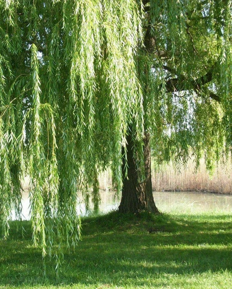 Salice piangente "Salix babylonica" pianta in vaso h 100/130 cm Vivaio di Castelletto