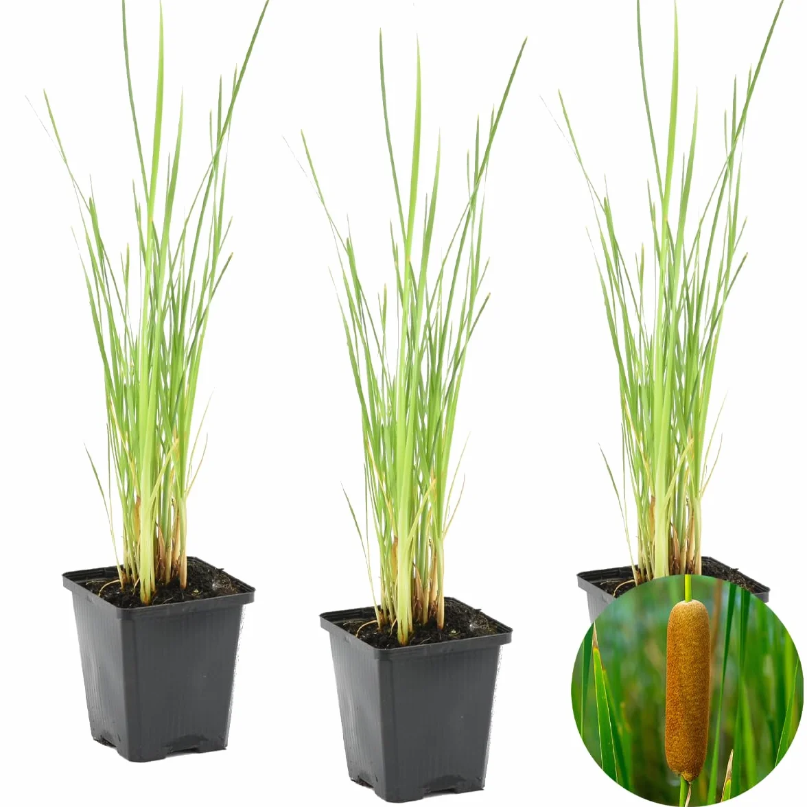 Bloomique - Set di 3 - Typha Latifolia - Tifa Maggiore - Mazza Sorda - Pianta da Stagno - Resistente al Freddo - Zona 2-3 - Alte 15-25 cm - Vaso 9 cm