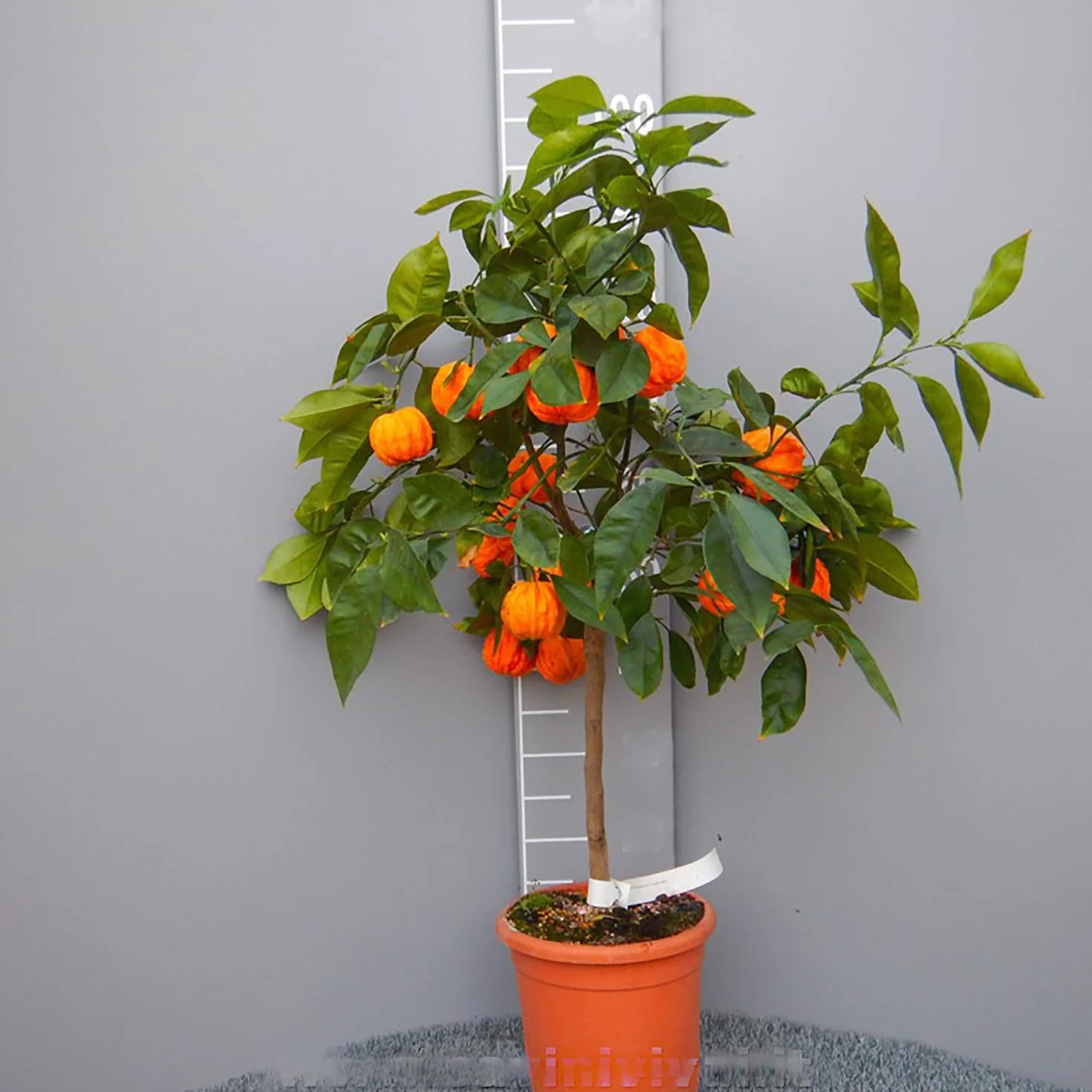 SAVINI VIVAI Pianta di Arancio Albero di Agrumi Arancio Amaro Corrugato in Vaso da 20 cm Altezza 70 cm 2-3 Anni di innesto Made Italy