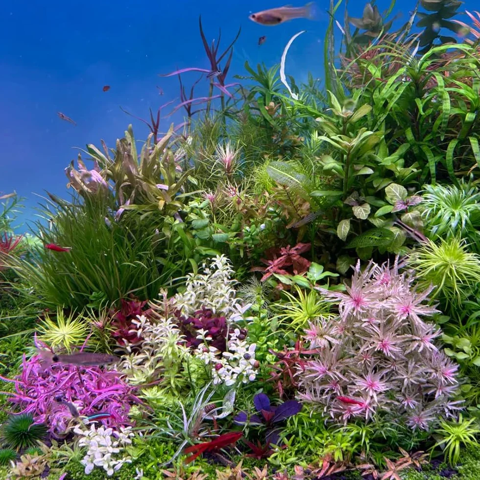 350 pz semi dell'acquario delle acquatiche, resistenti varietà antiche da balcone esotiche