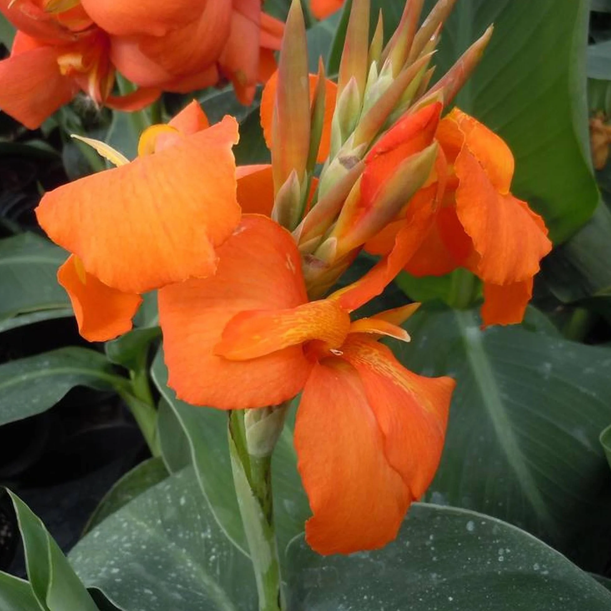 Vivai le Georgiche - Pianta vera di Canna indica "Cannova Orange Shades" Canna x generalis 'Fcaa17' Canna fiorifera, Canna d'India - vaso Ø 14 cm