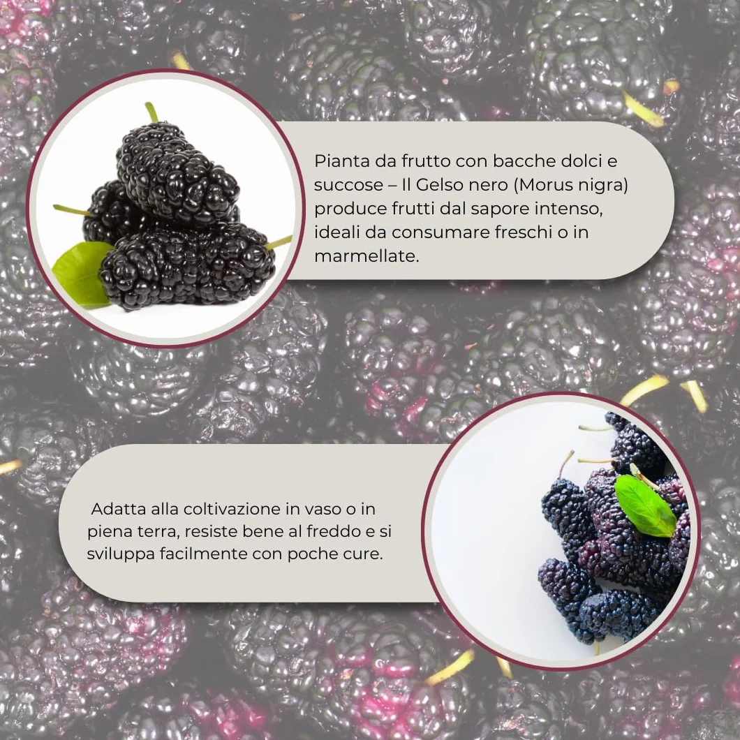 Pianta di Gelso Nero (Morus nigra) – Albero da Frutto in Vaso 24 cm, H 150 cm – Frutti Dolci e Succosi, Autofertile, Ideale per Giardino o Frutteto – FOTO REALI