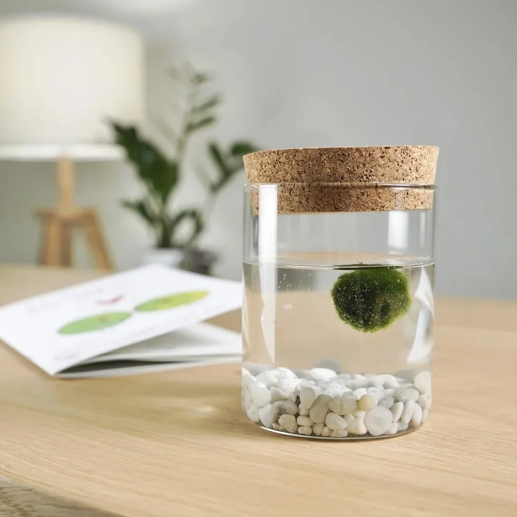 KAKI La Felicità è Nelle Piccole Cose Marimo Originale in Vaso di Vetro con Tappo in Sughero, Fondale Bianco, Ideogramma, Diametro 8cm, Altezza 11cm, Made in Italy