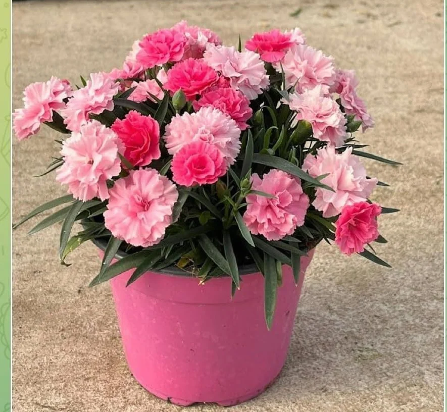Garofano rosa misto speciali Terre di Romagna dove i garofani sono piu belli Made in Italy vaso 12cm resistenti tutto l'anno