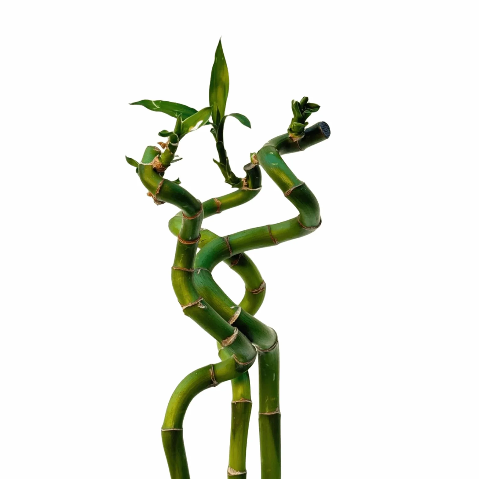 VANDAS Lucky Bamboo – Dracaena Sanderiana | Bamboo della Fortuna | Pianta Ornamentale Coltivabile in Acqua | Vari Steli e Altezze (3, 60 Cm)