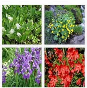 Kit 6 Piante Palustri da Fiore per Laghetto Naturale | Piante Acquatiche Vere Resistenti | Fioritura Colorata per Bordi Laghetto, Mini Pond e Giardino Acquatico