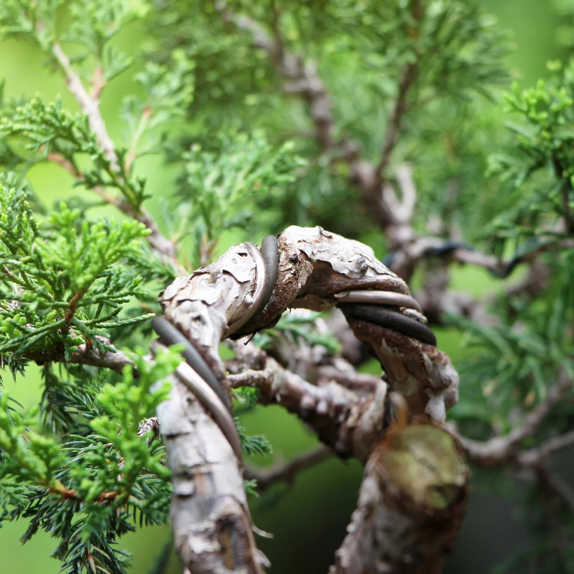 CULTIVEA® Filo per bonsai, set di 6 rotoli di filo di alluminio - 1,0mm/1,5mm/2,0mm/2,5mm/3,0mm/4,0mm - Legatura anticorrosione per bonsai, attrezzi per giardinaggio indoor - bonsai, piante, alberi