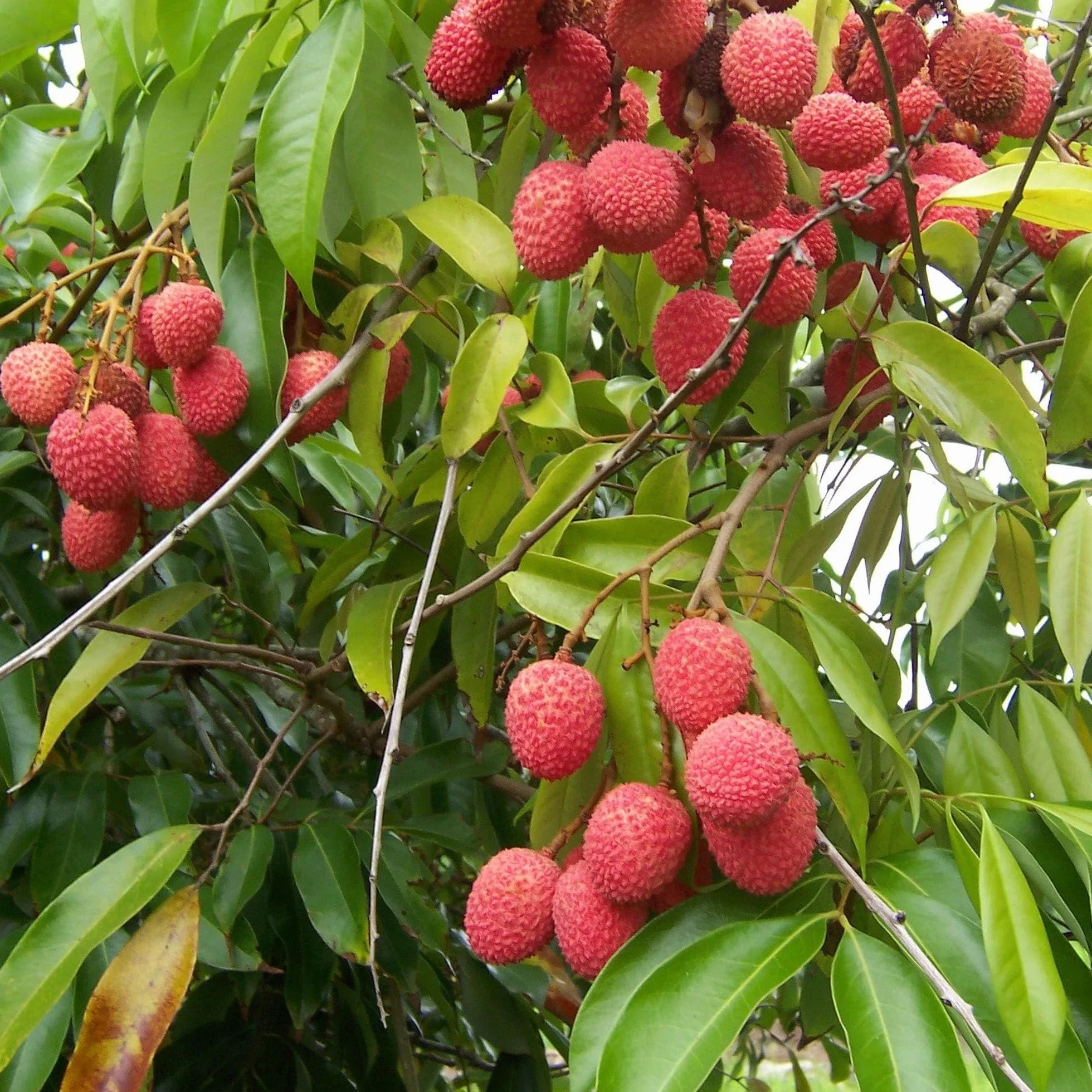 Vivai le Georgiche - Pianta vera di Litchi chinensis "Kway May Pink" Ciliegia della Cina - vaso Ø 18 cm - altezza alla vendita 60-80 cm