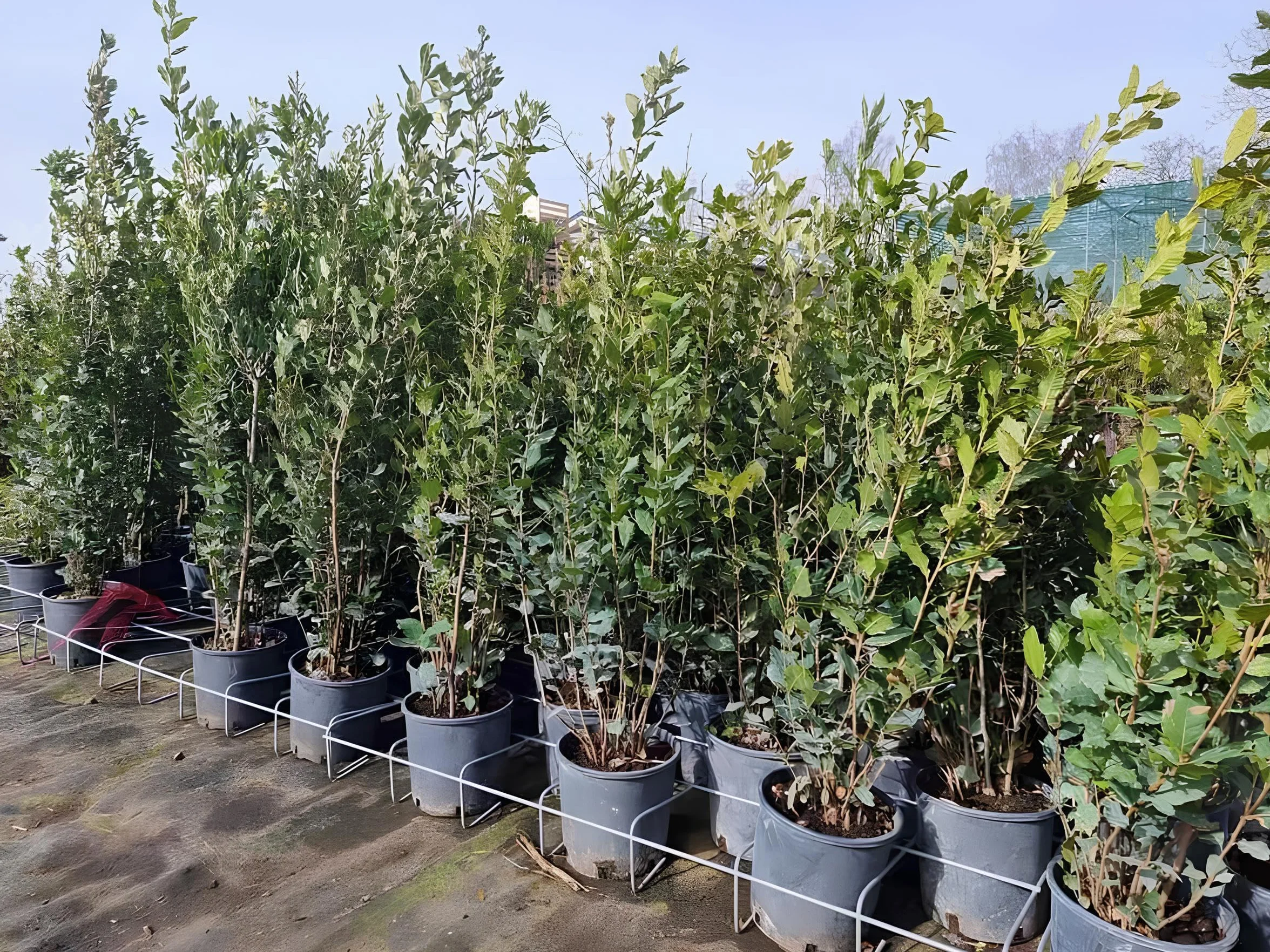 Leccio Elce "Quercus ilex" pianta sempreverde in vaso ø24 cm h 1 metro circa Albero Vero Vivaio di Castelletto