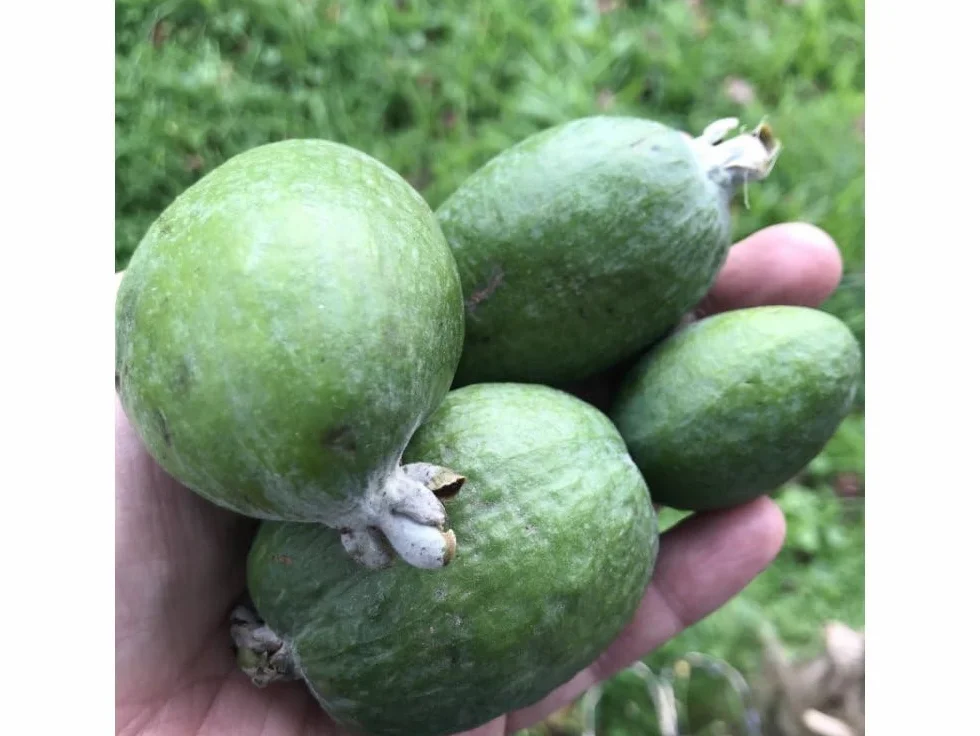 PIANTA FEIJOA MAMMOTH, VIVAI VALTELLINA PIANTA 2 ANNI AUTOFERTILE FRUTTO GROSSO