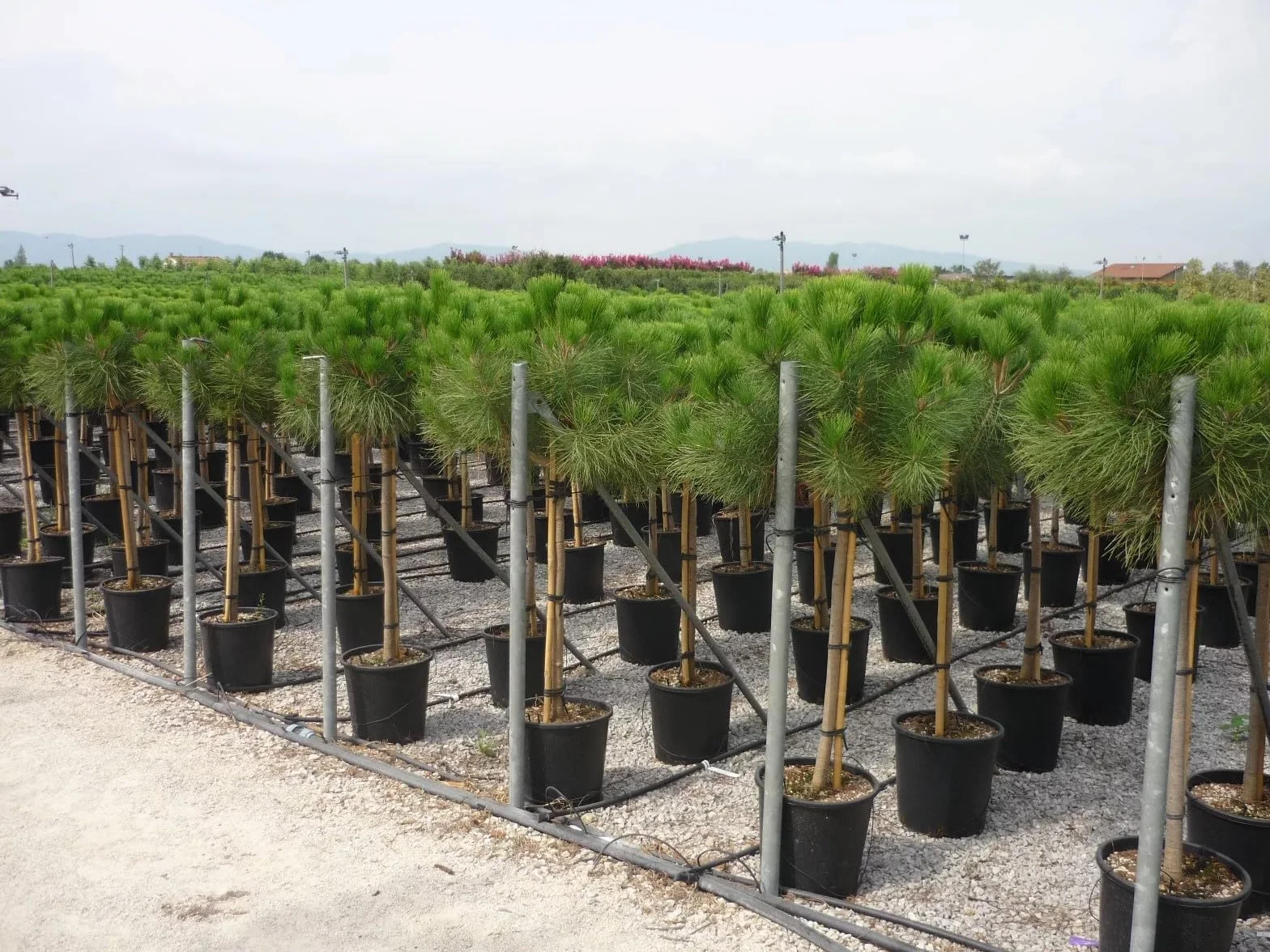 Pino da pinoli domestico "Pinus pinea" pianta in vaso ø19 cm h. 150/200 cm Vivaio di Castelletto