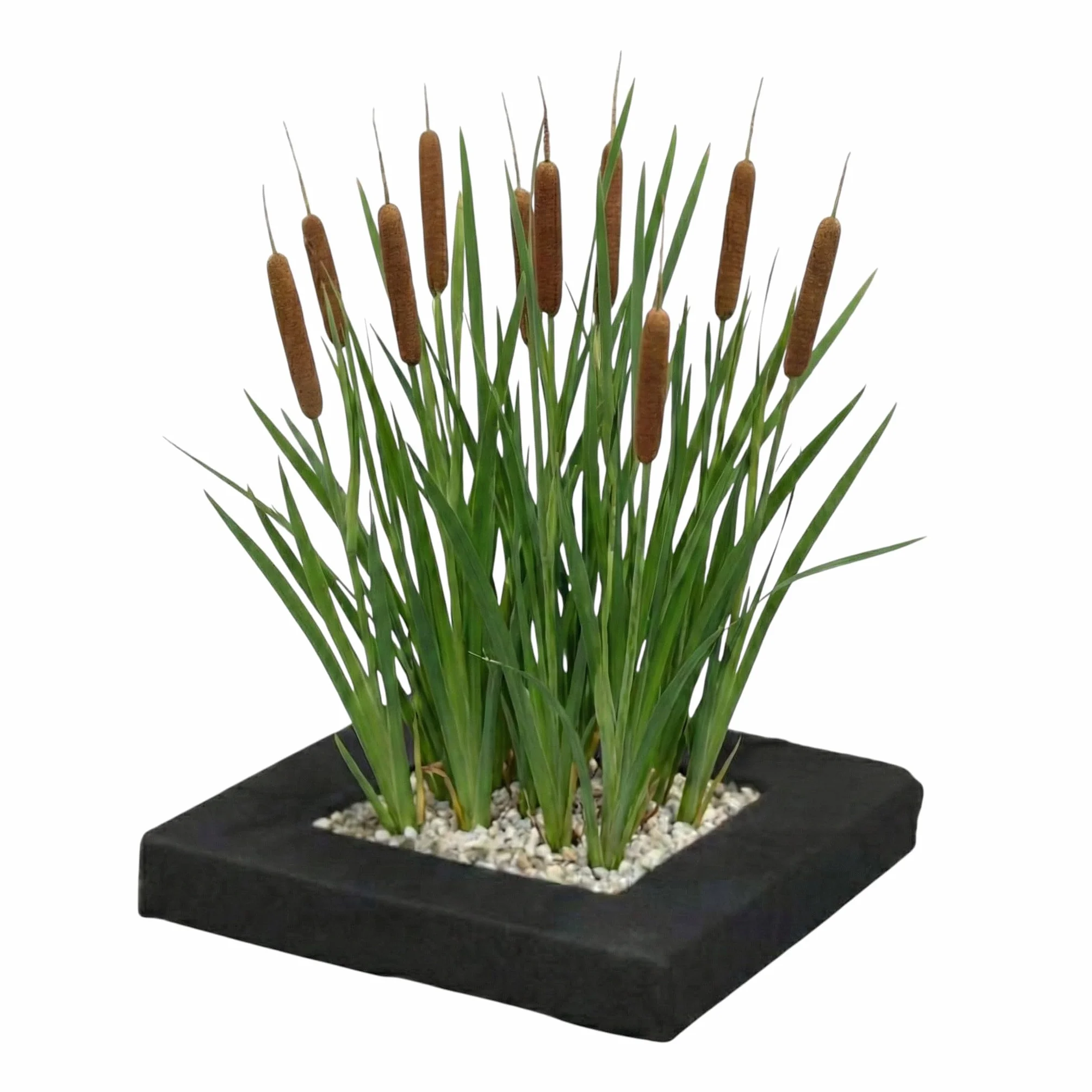 vdvelde - Isola Galleggiante per Laghetto con Tifa - Set Piante Acquatiche con 4x Typha latifolia - Set Completo con Cestello, Substrato & Fertilizzante - Isola Galleggiante