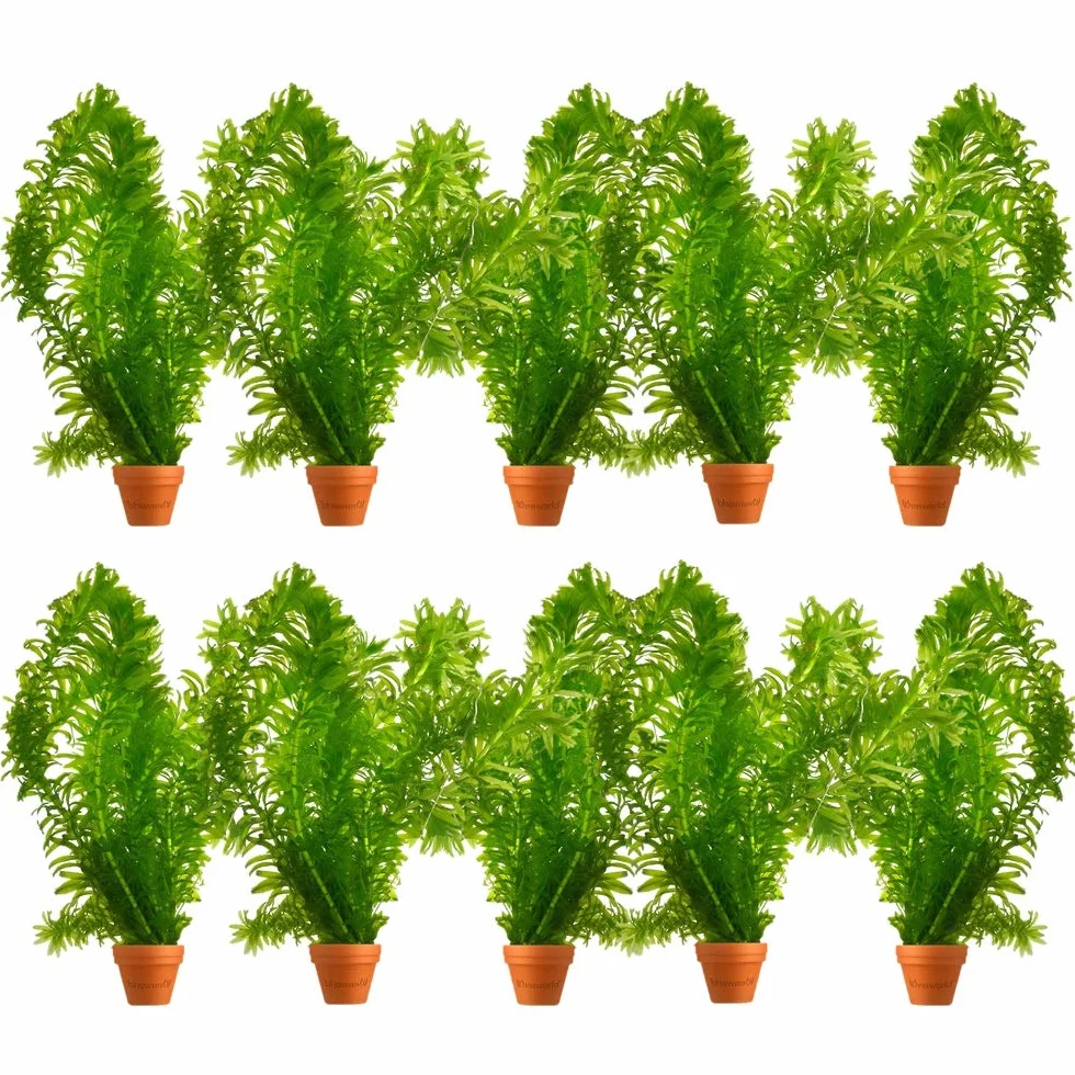 vdvelde - Elodea Egeria Densa - Set da 10 - Pianta Ossigenante per Laghetto & Acquario - Contro Alghe & per Acqua Limpida - Rustica - Pianta Subacquea