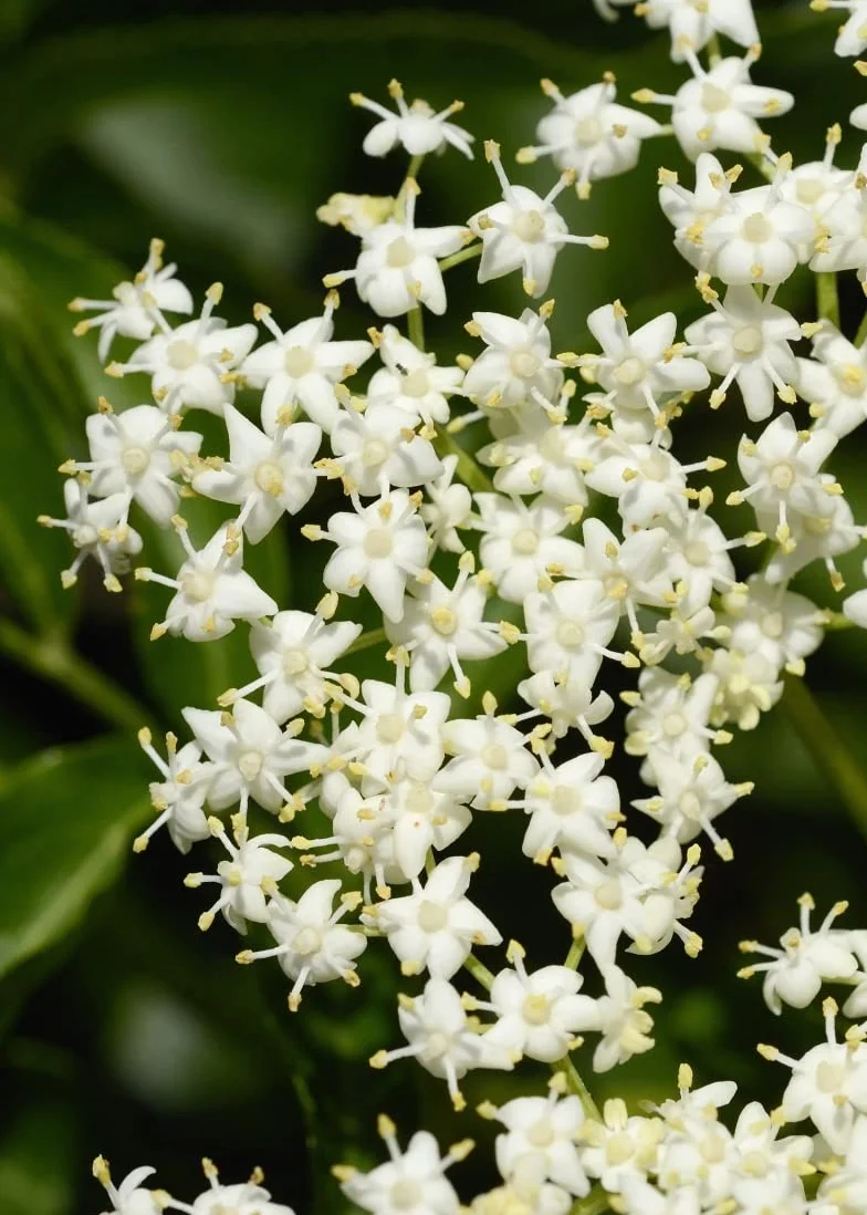 50 Semi di Sambucus Nigra (Elder o Black Elder)