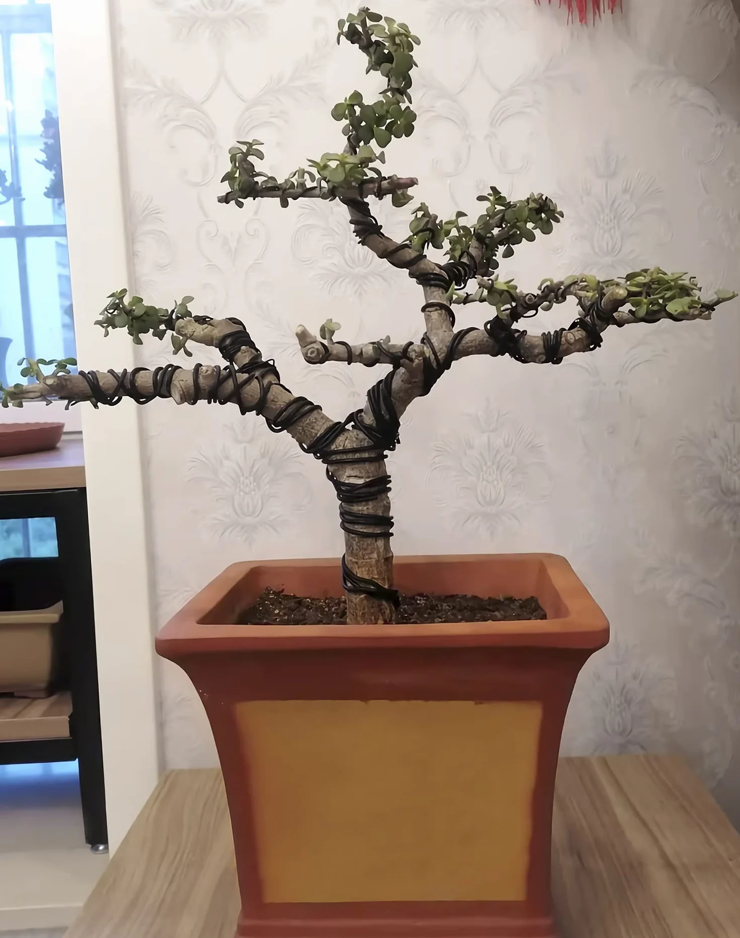 QWORK® 3 Rotoli Filo Bonsai Modellabile, Filo Alluminio Anodizzato per Bonsai Giardinaggio, 1,0mm/1,5mm/2,0mm, Ogni Rotolo 10m (Nero)