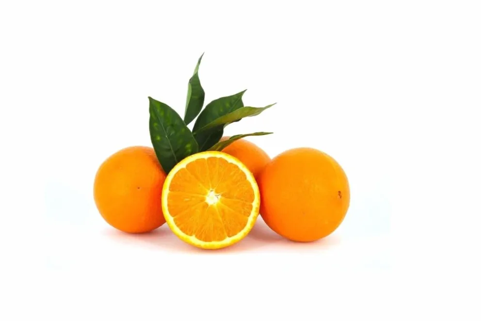 Pianta da Frutto in Fitocella, 2 Anni, Altezza 150 cm, Resistente, per Balconi Terrazze e Piccoli Giardini 1 PIANTA DI (ARANCIO NAVEL BUCCIA SOTTILE)