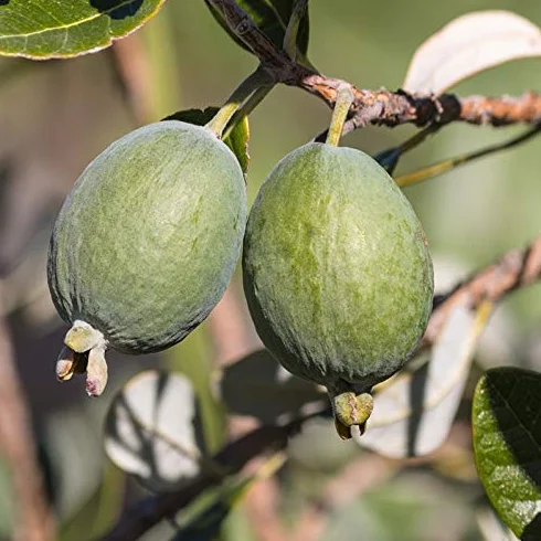 Pianta di Feijoa Autofertile (varietà UNIQUE) - Acca Sellowiana