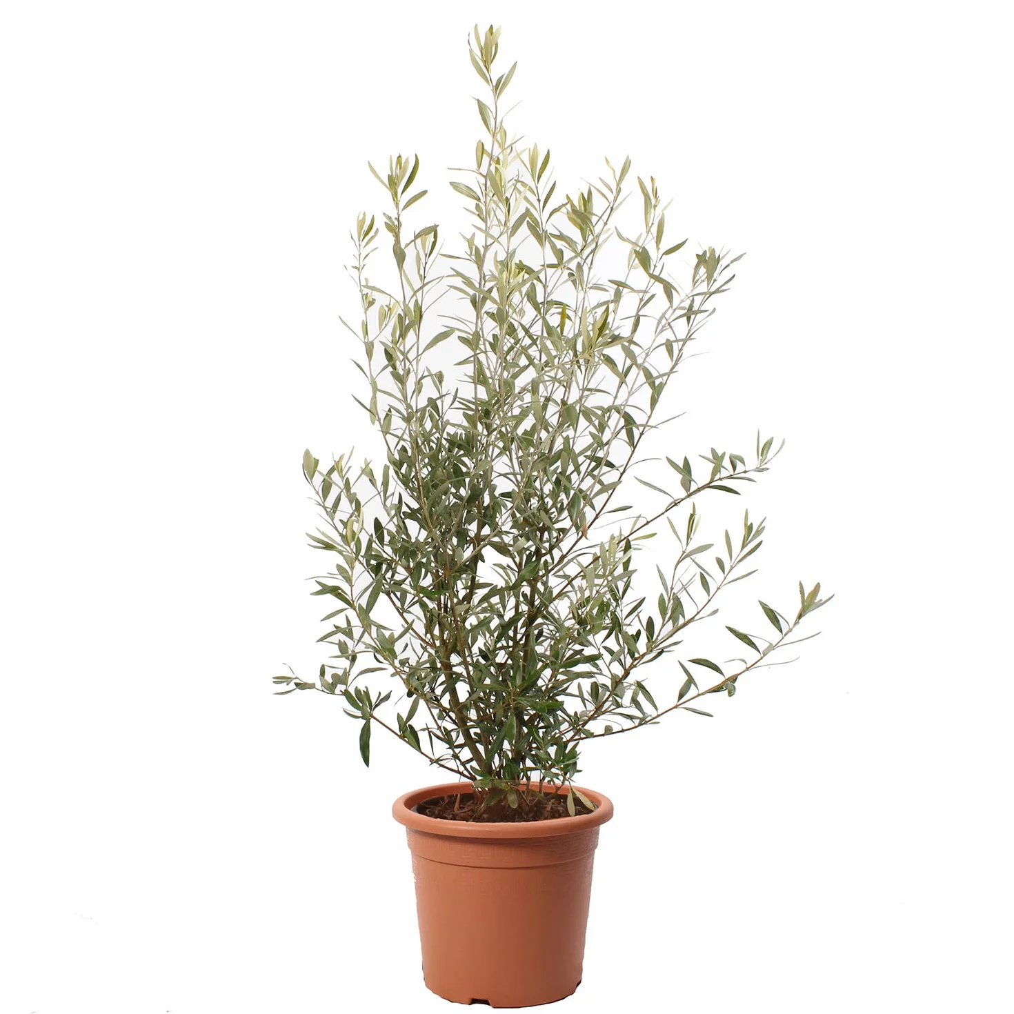 KENTIS - Olea Europaea - Pianta di Ulivo - Piante da Frutto da Esterno Vere Resistenti - Olivo Vero Pianta da Giardino - H 80-100 cm Vaso Ø 24 cm