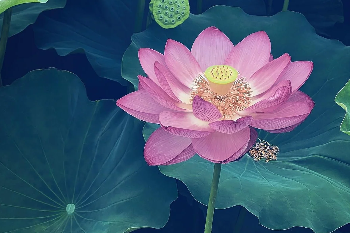 Rizoma di Fiore di Loto – Pianta Acquatica per Laghetti e Stagni – Facile da Coltivare