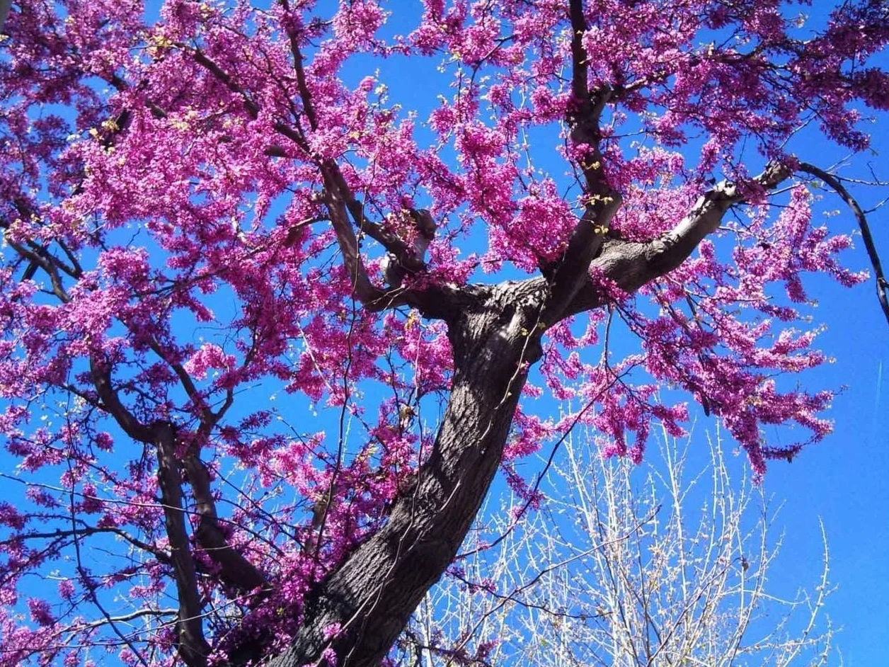 Cercis siliquastrum "Albero di Giuda" pianta in vaso 4 litri h 50/70 cm Vivaio di Castelletto